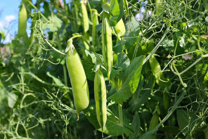 Pea pods on plant